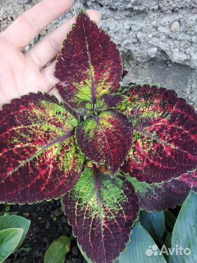 Колеусы сортовые