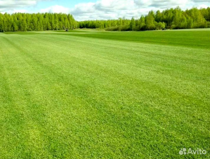Рулонный газон