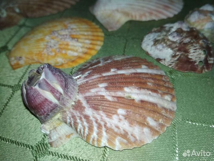 Набор ракушек с барнаклом