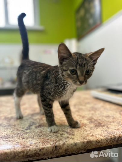 Котенок ищет дом