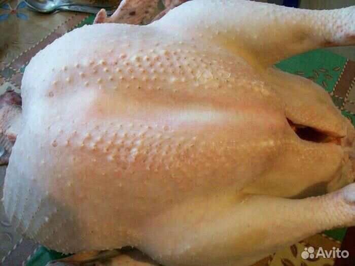 Домашние бройлеры, индейка