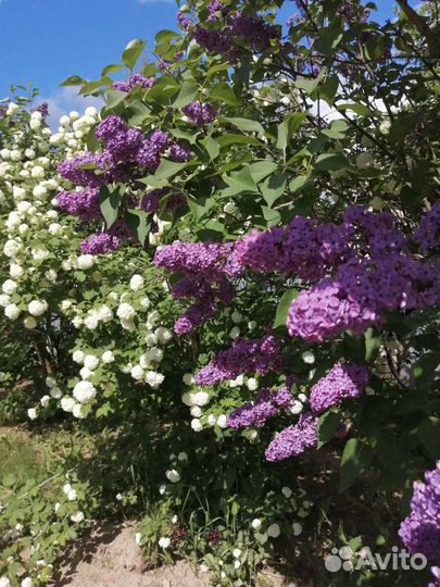 Саженец сирени 