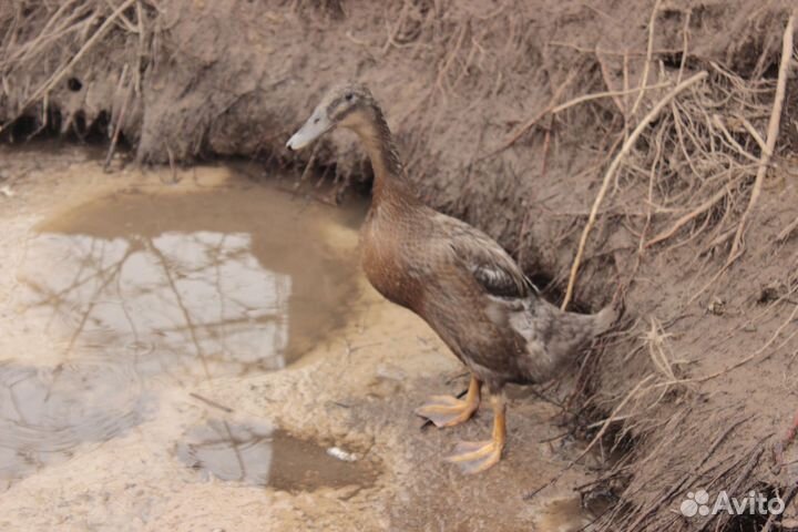 Утки индийский бегунок