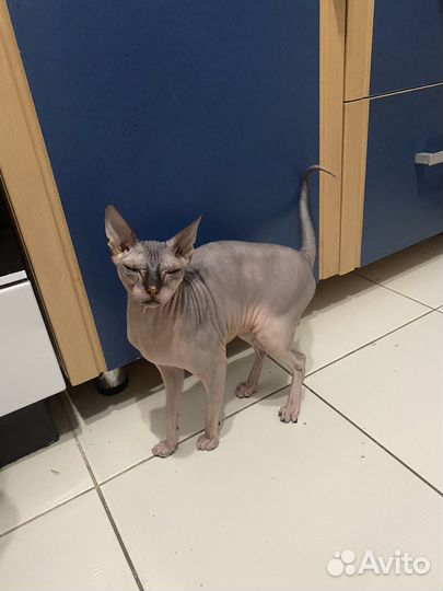 Отдам бесплатно кошку