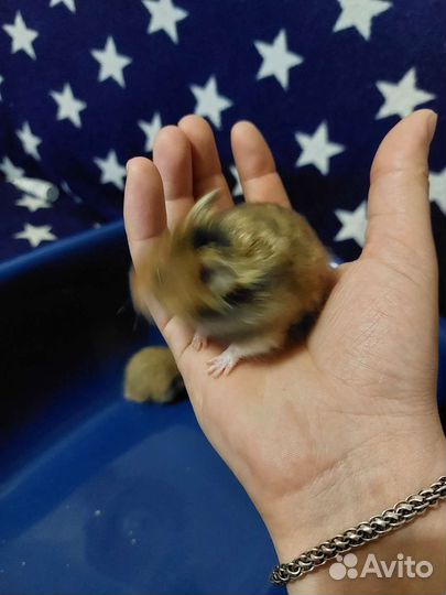 Сирийский хомяк