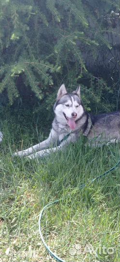 Сибирский хаски