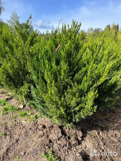 Туи с доставкой