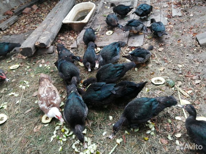 Мускусные утки индоутки индоутята