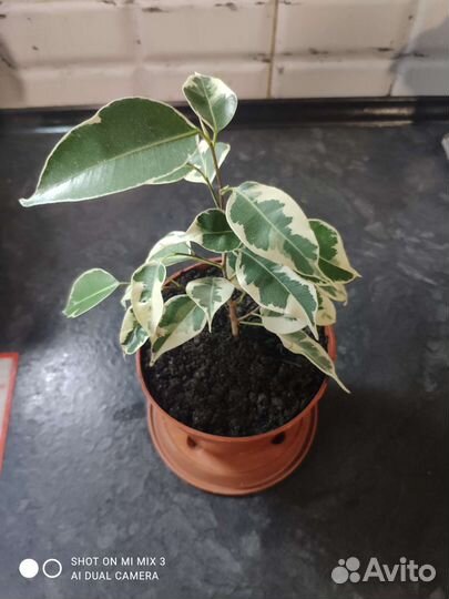 Фикус бенджамина пестролистный