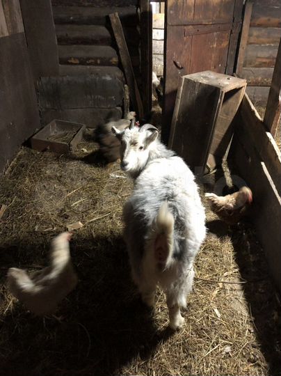 Дом 52 м² на участке 58 сот.