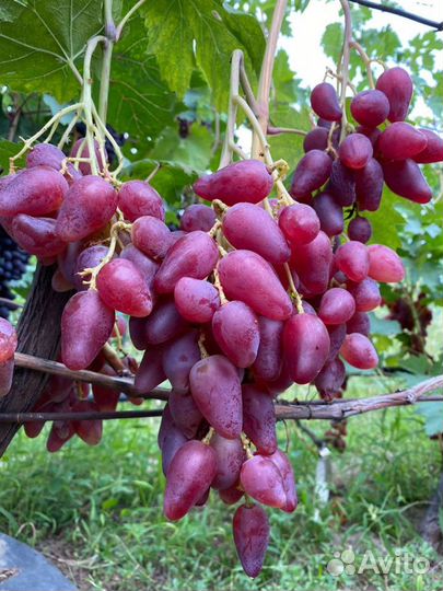 Саженцы и черенки винограда