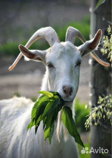 Вкусное козье молоко и молочные продукты