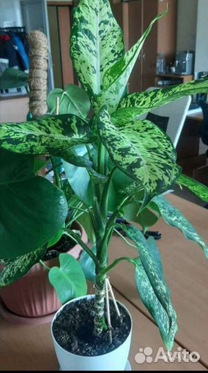 Диффенбахия