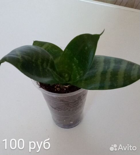 Строманта, псевдоэрантемум и другие