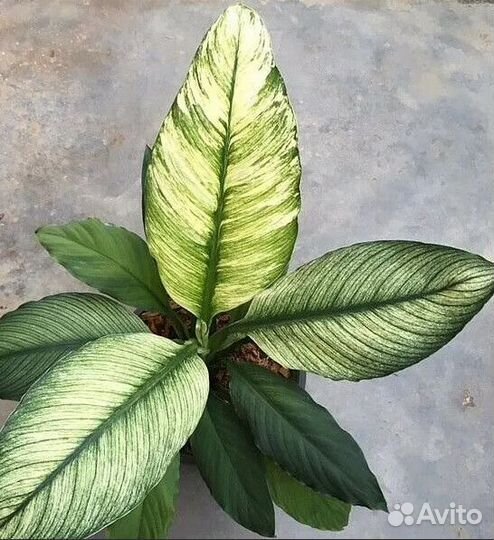 Спатифиллум Канифоль