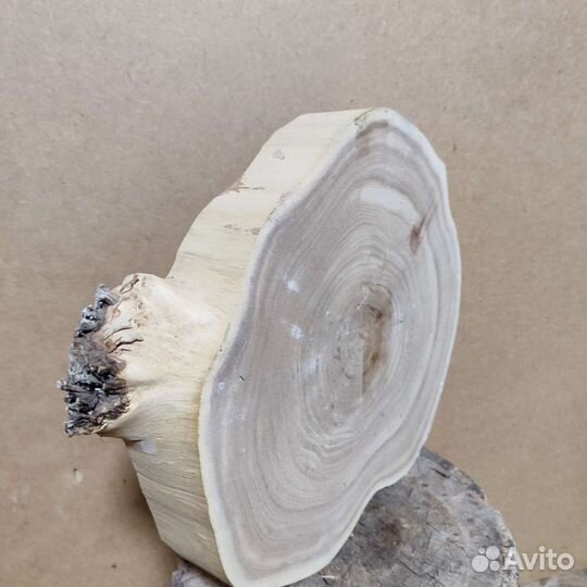 Слэб карагача