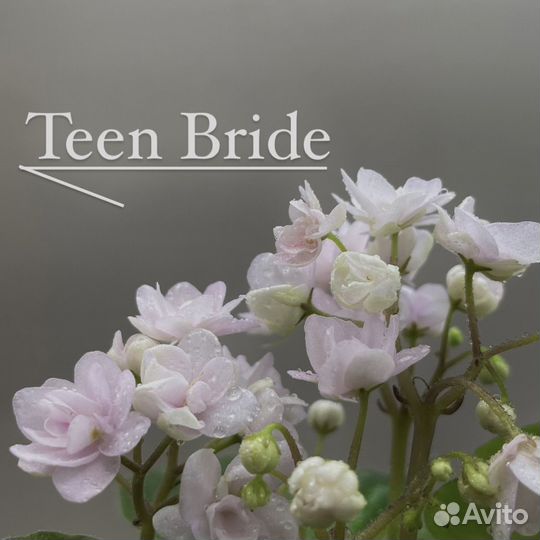 Фиалки в ассортименте