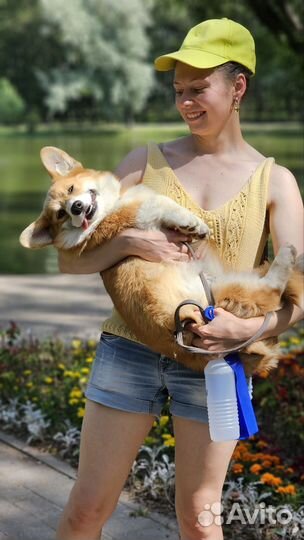 Забавный улыбака корги