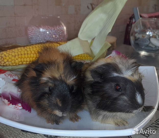 Морские свинки