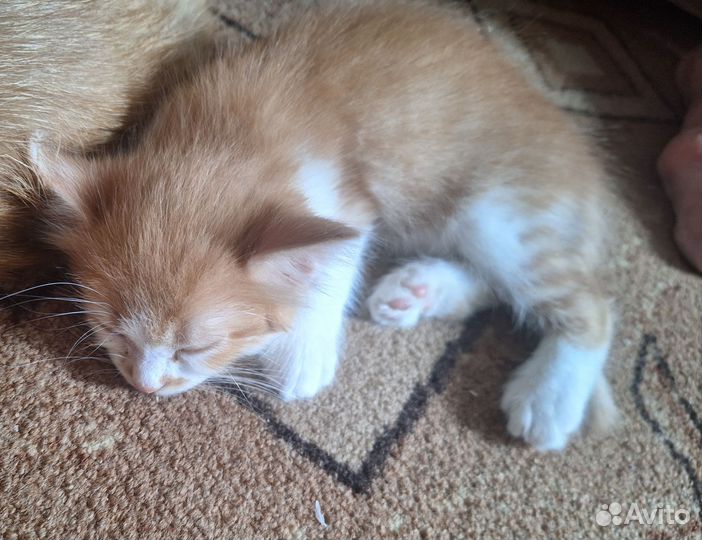 Котята в добрые руки приучены к лотку