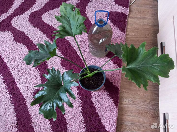 Цветы комнатные