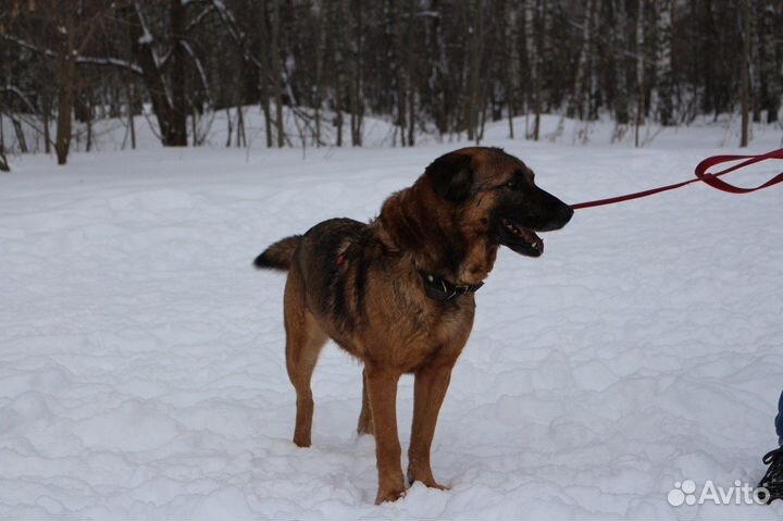 Немецкая овчарка