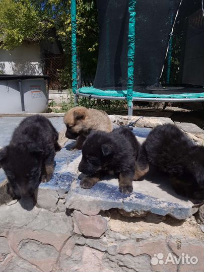 Собаки щенки