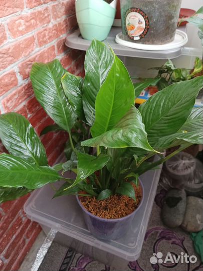 Спатифиллум