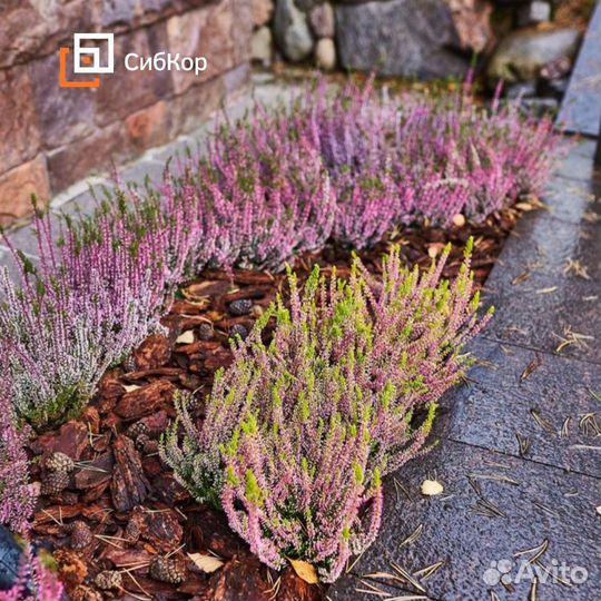 Мульча кора лиственницы