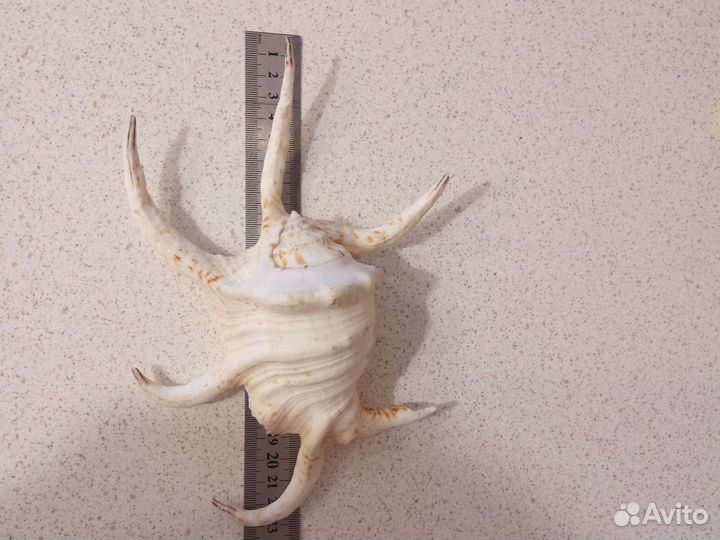 Большая ракушка