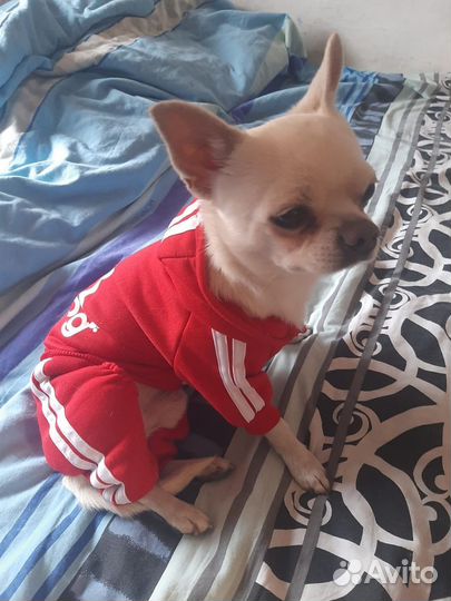 Щенки чихуахуа