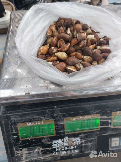 Луковицы тюльпанов микс