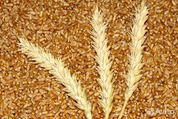 Яровая таердая пшеница