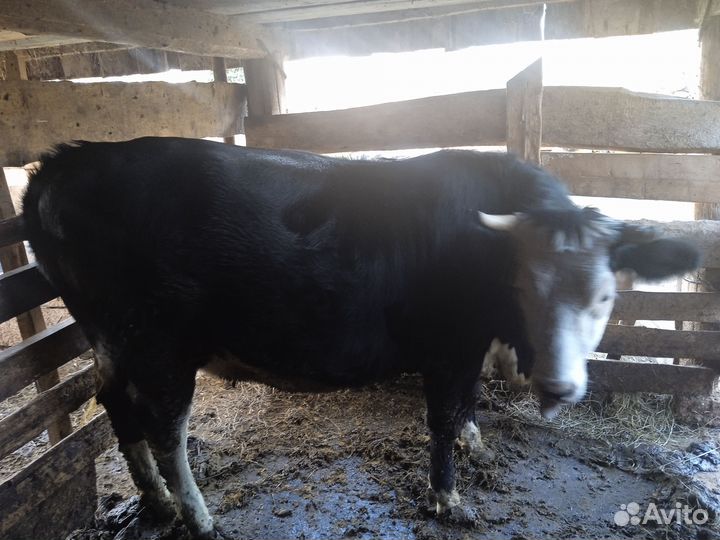 Продается тёлка