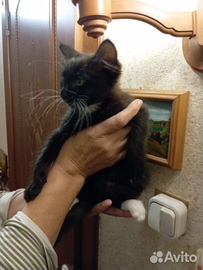 Котята 2,5 месяца