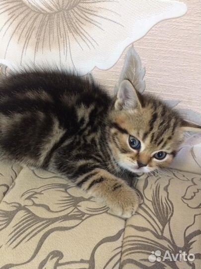 Британская кошка