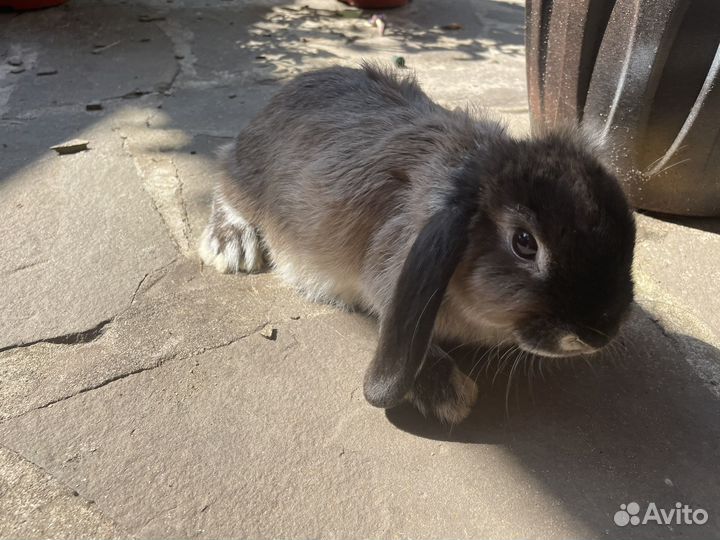 Декоративные кролики мальчик