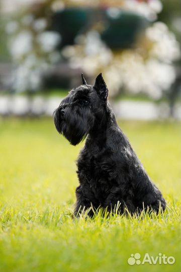 Цвергшнауцер черный