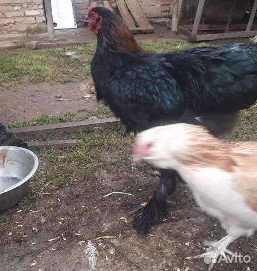 Петух брама колумбийская