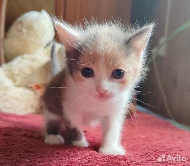 Котенок