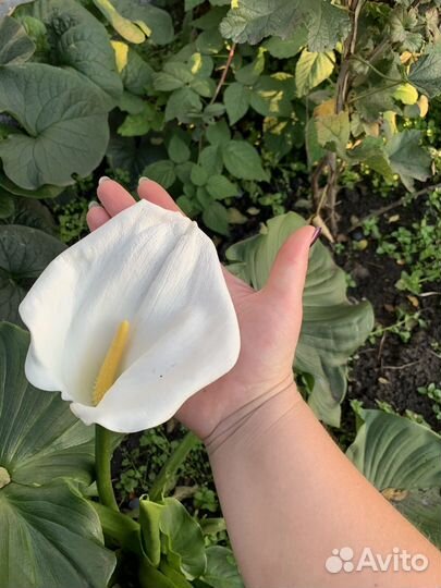 Калла эфиопская белая