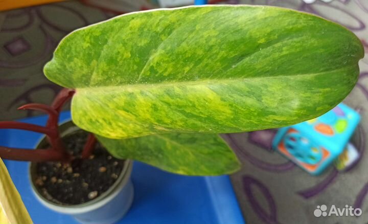 Филодендрон Медуза