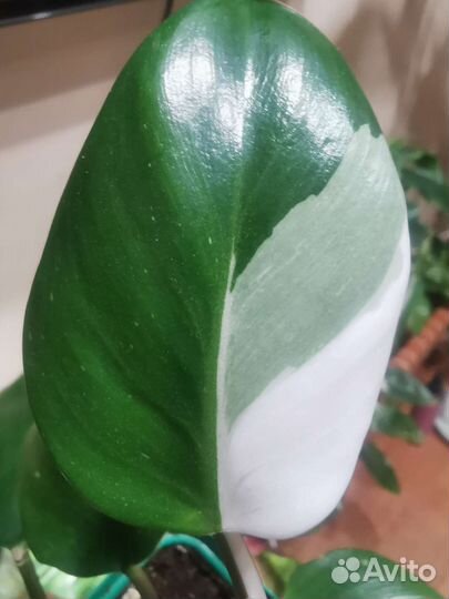 Филодендроны