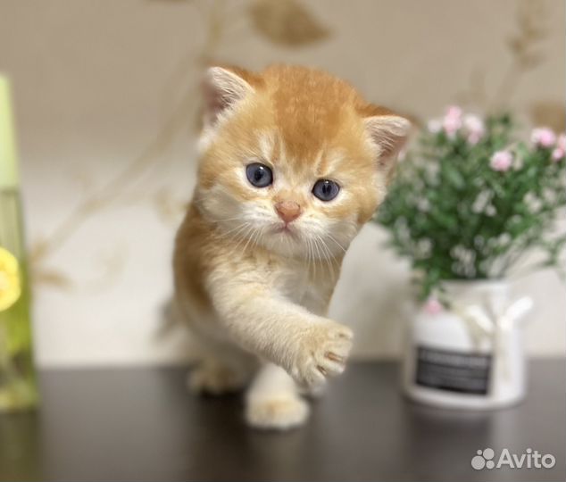 Шотландский котик