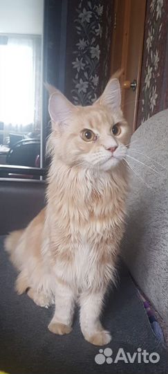 Мейн-кун кот