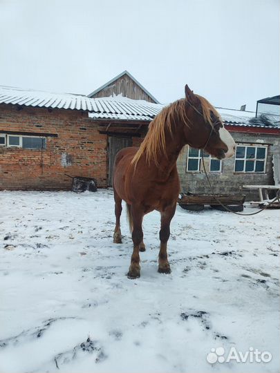 Продам лошадь русский тяжеловоз