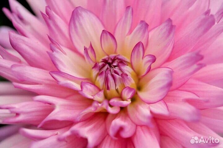 Георгины патио, рассада