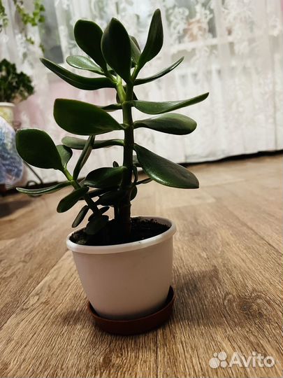 Толстянка- денежное дерево