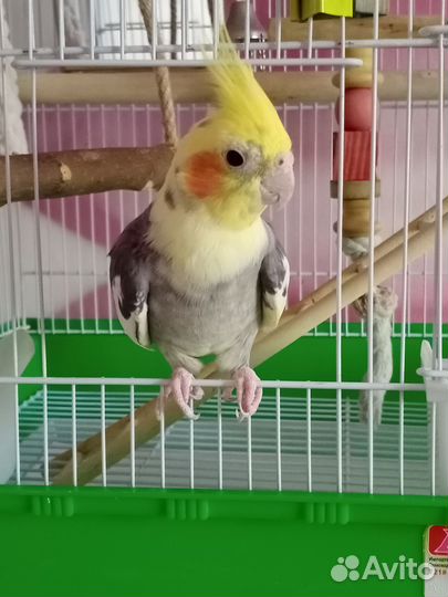 Попугай Корелла с клеткой