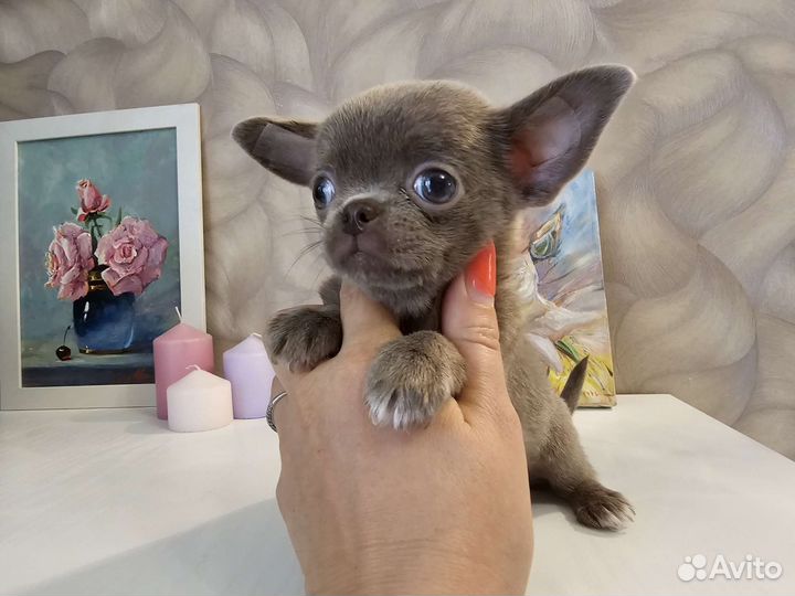 Чихуахуа мини лиловый мальчик